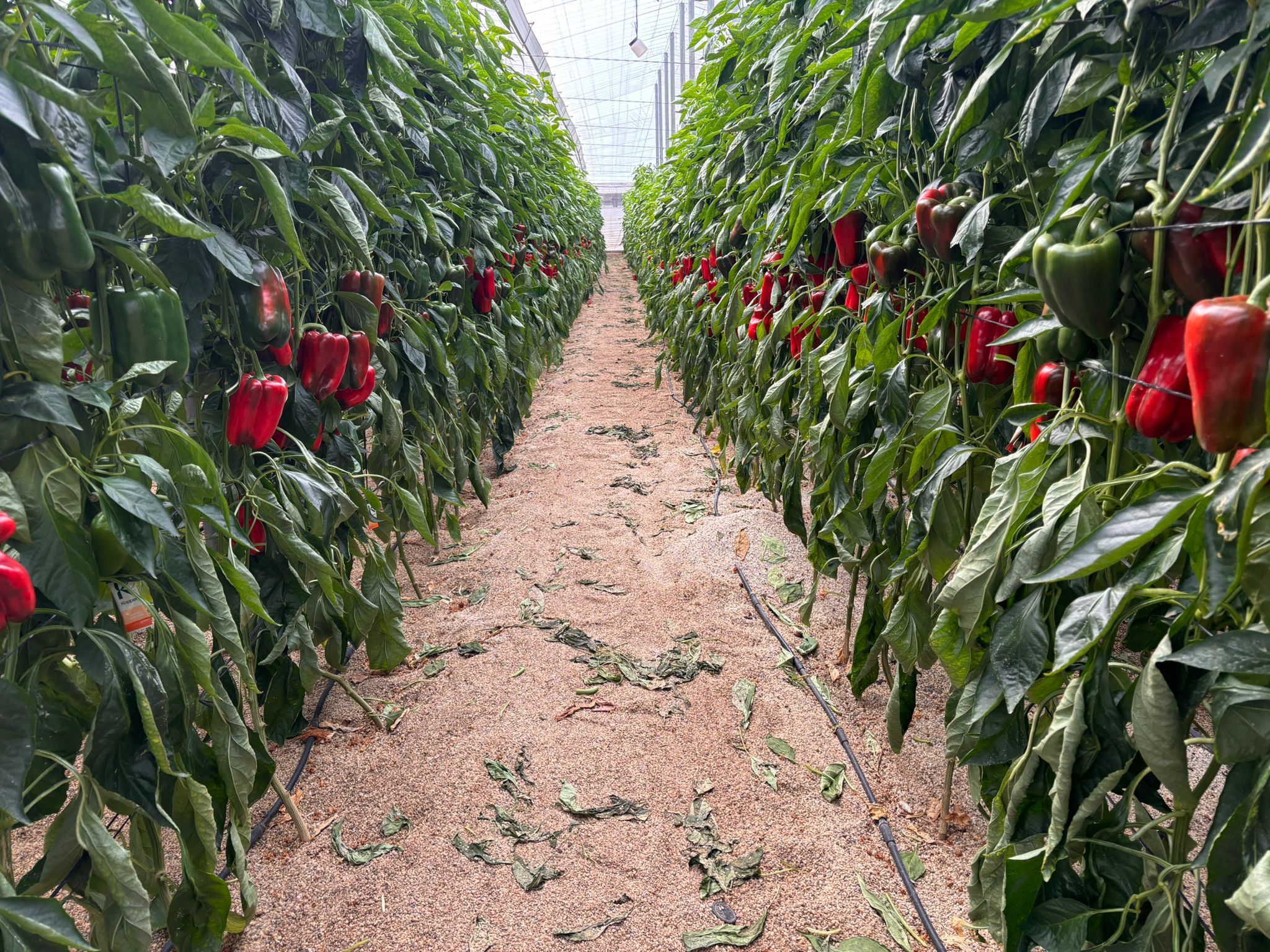greenhouse agriculture Spain